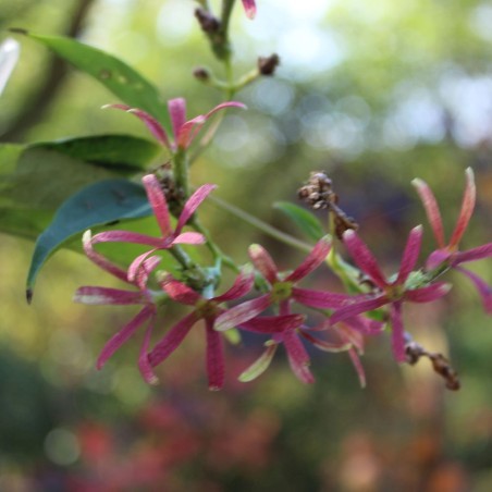 Arbre aux 7 fleurs – Heptacodium miconioides - Jardins du Monde Be