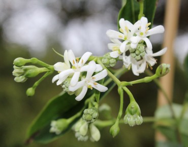 Sieben-Söhne-des-Himmels-Strauch - Heptacodium miconioides - Jardins du Monde be