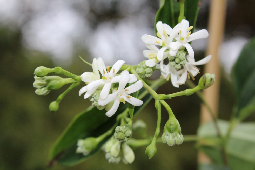 Seven Sons Flower - Heptacodium miconioides - Jardins du Monde be