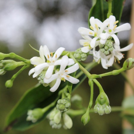 Arbre aux 7 fleurs – Heptacodium miconioides - Jardins du Monde Be