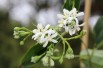 Seven Sons Flower - Heptacodium miconioides - Jardins du Monde be