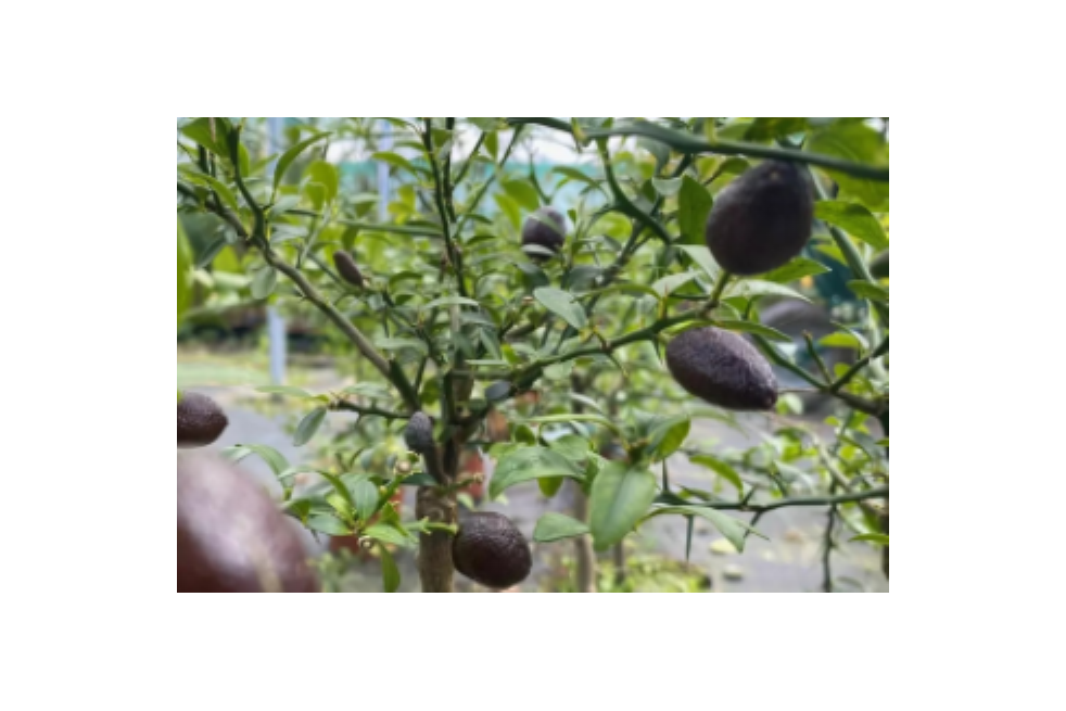 Australische Fingerlimette - Citrus Australasica - Microcitrus australasica - Jardins du Monde.be Australische Fingerlimette - Citrus Australasica - Microcitrus australasica - Jardins du Monde.be