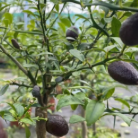 Caviar lime - Citrus Australasica - Microcitrus australasica