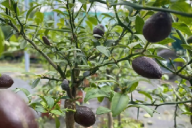 Australische Fingerlimette