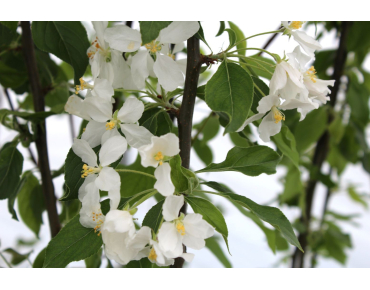 Sierappel Golden Hornet  - Malus zumi Golden Hornet
