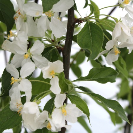 Pommier d'ornement Golden Hornet - Malus zumi Golden Hornet