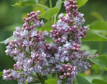 Lilas Katherine Havemeyer - Syringa Katherine Havemeyer - Jardins du Monde.be