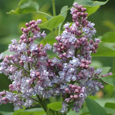 Katherine Havemeyer sering - Syringa vulgaris ‘Katherine Havemeyer’