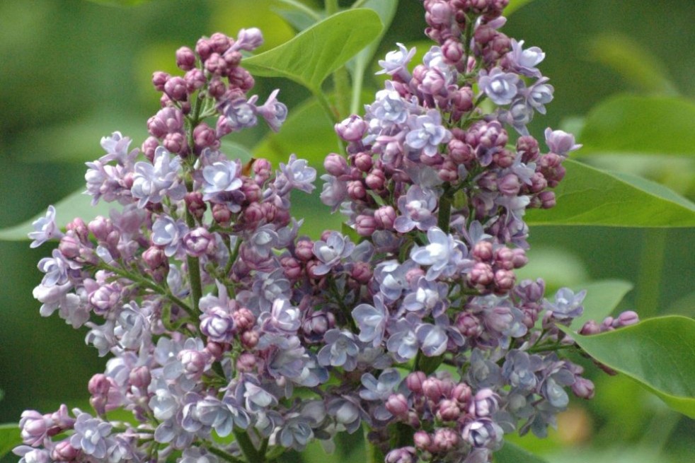 Edelflieder Katherine Havemeyer - Syringa vulgaris ‘Katherine Havemeyer’