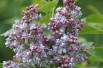 Edelflieder Katherine Havemeyer - Syringa vulgaris ‘Katherine Havemeyer’