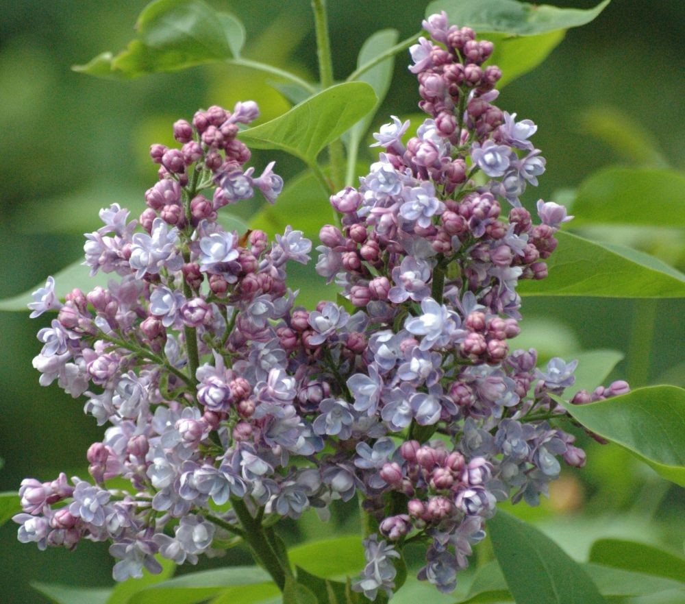 Katherine Havemeyer lilac (in 3 liter pot)