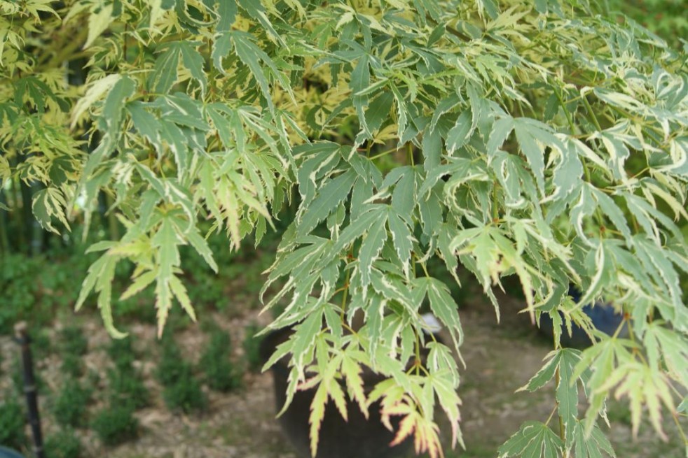 Érable du Japon Iyoshi- Acer palmatum ‘Iyoshi’ - Jardins du Monde.be