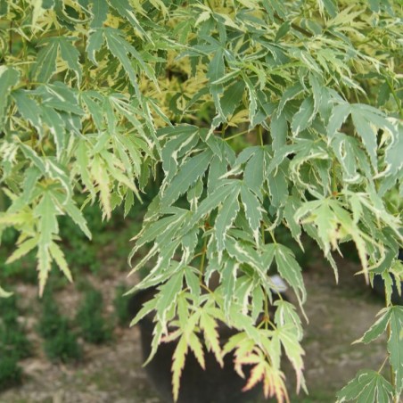 Érable du Japon Iyoshi- Acer palmatum ‘Iyoshi’ - Jardins du Monde.be