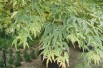Japanse esdoorn Iyoshi - Acer palmatum ‘Iyoshi’ - Jardins du Monde.be