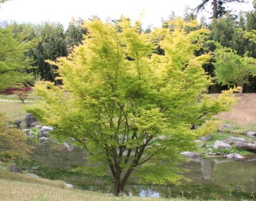 Érable du Japon doré Jordan