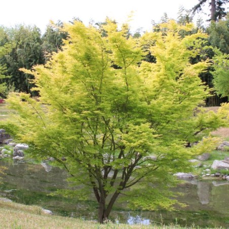 Japanischer Goldahorn Jordan  - Acer Shirasawanum Jordan