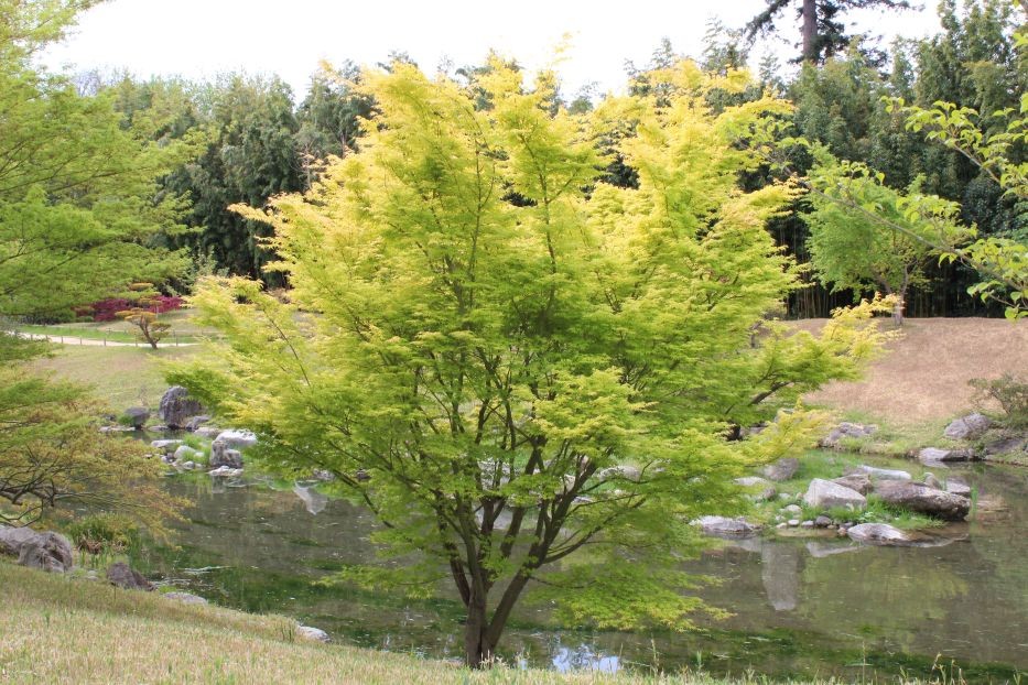Jordan Japanese maple