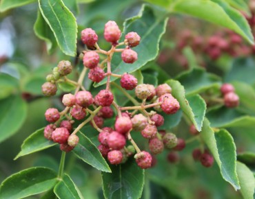 Sichuan peperboom (in pot...