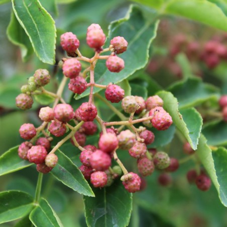 Poivrier du Sichuan - Zanthoxylum simulans (en pot de 10 litres)