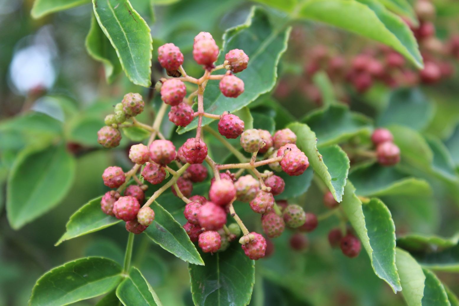 Sichuan peperboom (in pot van 10 liter)