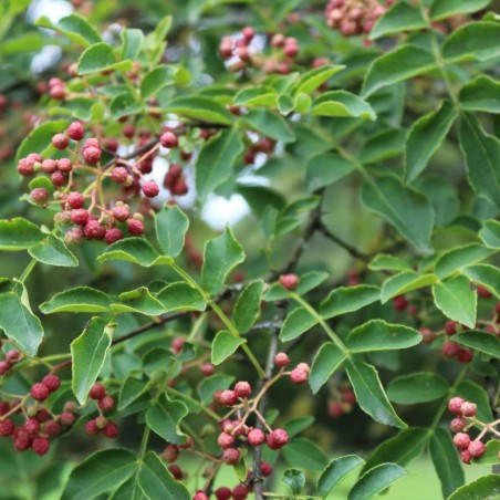 Täuschende Stachelesche - Zanthoxylum simulans