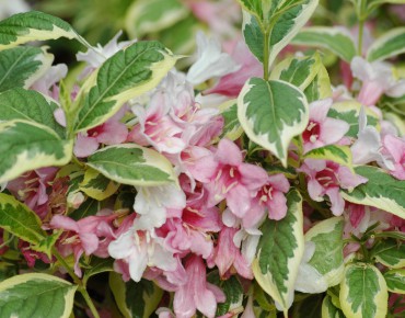 Bonte weigelia