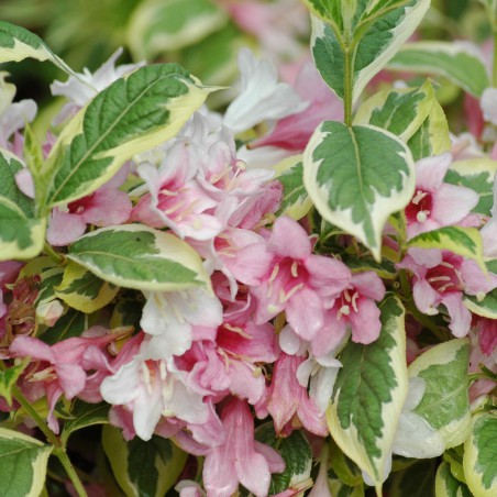 Weigelie Variegata - Weigela Florida Variegata - 3-Liter-Topf
