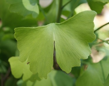 Arbre aux 40 écus – Ginkgo biloba
