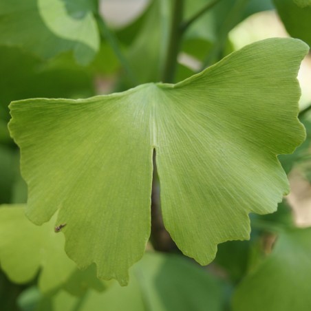 Ginkgo Biloba - Maidenhair Tree - Tree (in 5 liter pot)