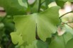 Arbre aux 40 écus – Ginkgo biloba