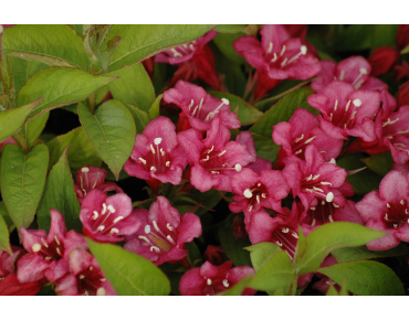 Rood Weigelia - Weigela Bristol Ruby