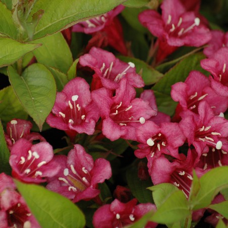 Weigelia rouge - Weigela Bristol Ruby