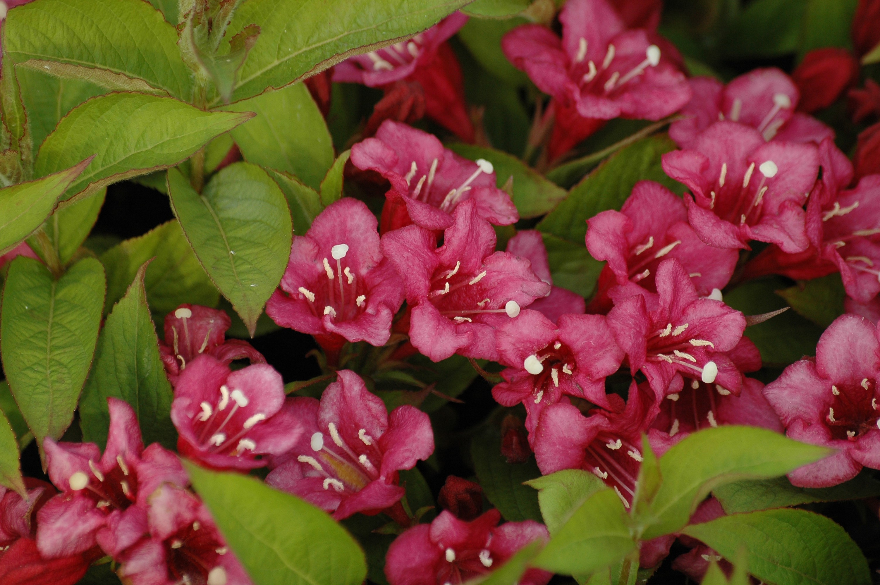 Red Weigelia