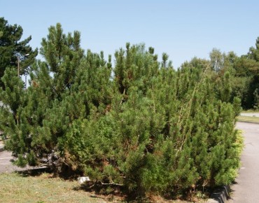 Pin des montagnes – Pinus mugo ‘Mughus’ - Jardins du Monde.be