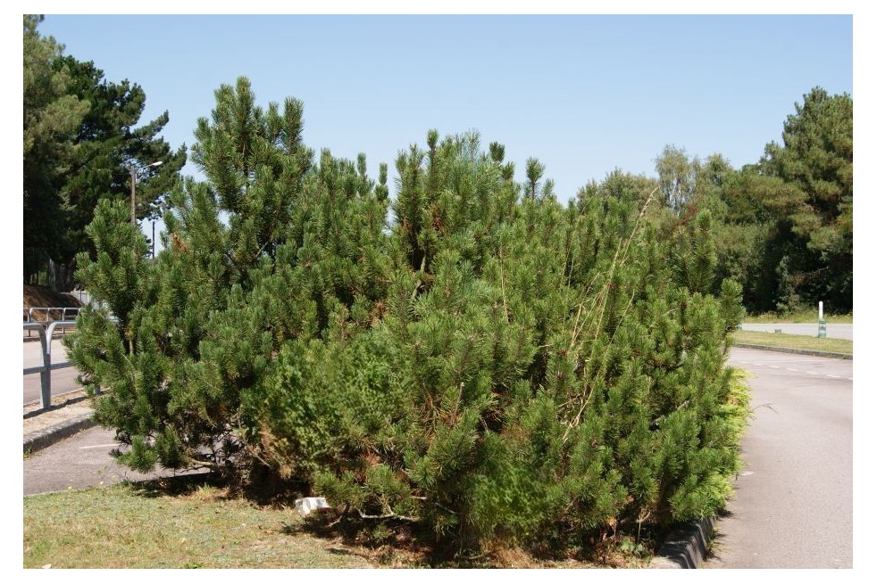 Dwarf Mountain Pine – Pinus mugo ‘Mughus’