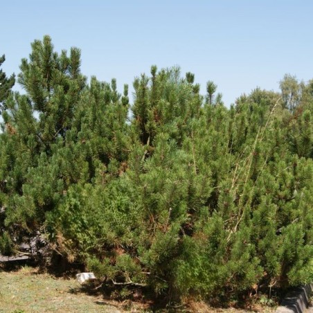 Pin des montagnes – Pinus mugo ‘Mughus’ - Jardins du Monde.be