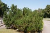 Dwarf Mountain Pine – Pinus mugo ‘Mughus’