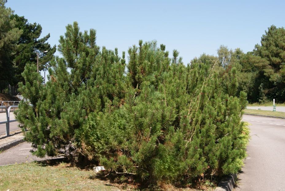 Krummholz-Kiefer – Pinus mugo ‘Mughus’
