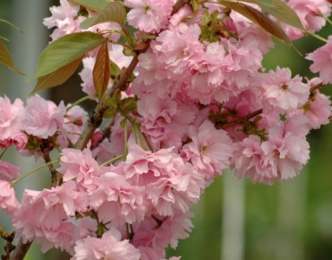 Japanese Cherry Blossom Kanzan