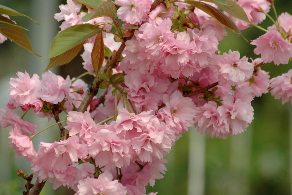 Cerisier à fleurs du Japon Kanzan - Prunus serrulata ‘Kanzan’