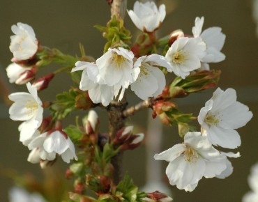 Japanische Nelkenkirsche Taihaku - Prunus serrulata Taihaku