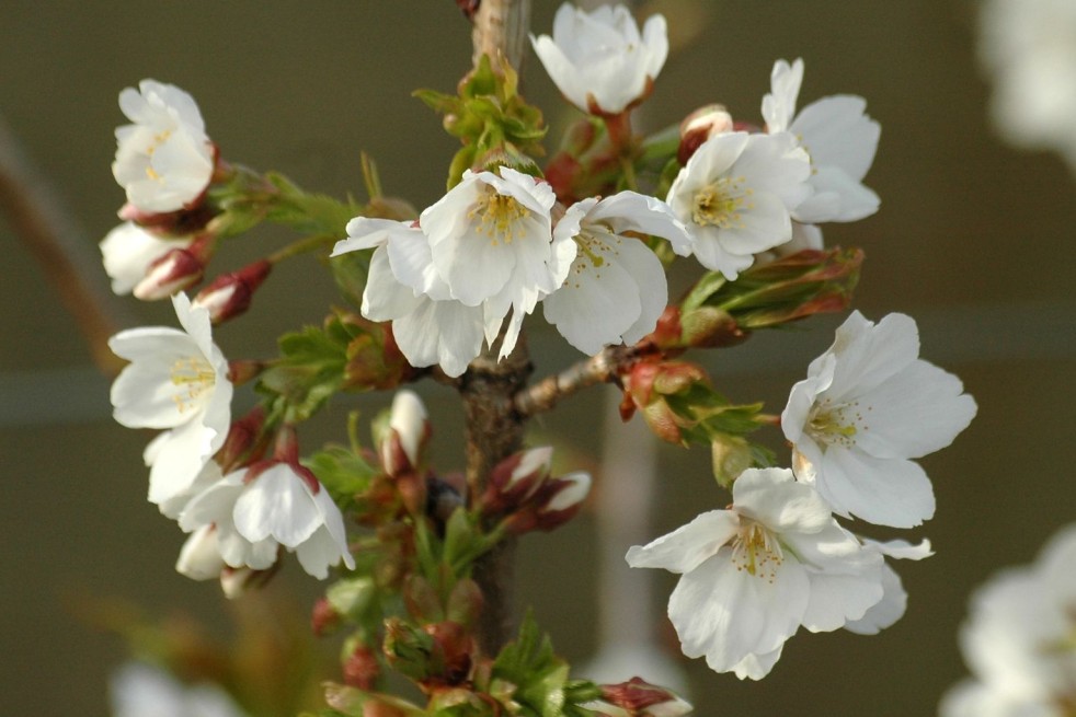 Japanische Nelkenkirsche Taihaku - Prunus serrulata Taihaku