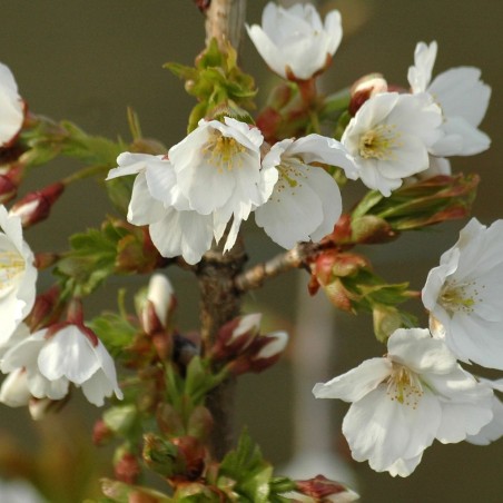 Bulbi Tulipani Graines De Cerisier Du Japon - Prunus Serrulata - 30 Graines + Guide De Culture Arbre Ornemental Japonais