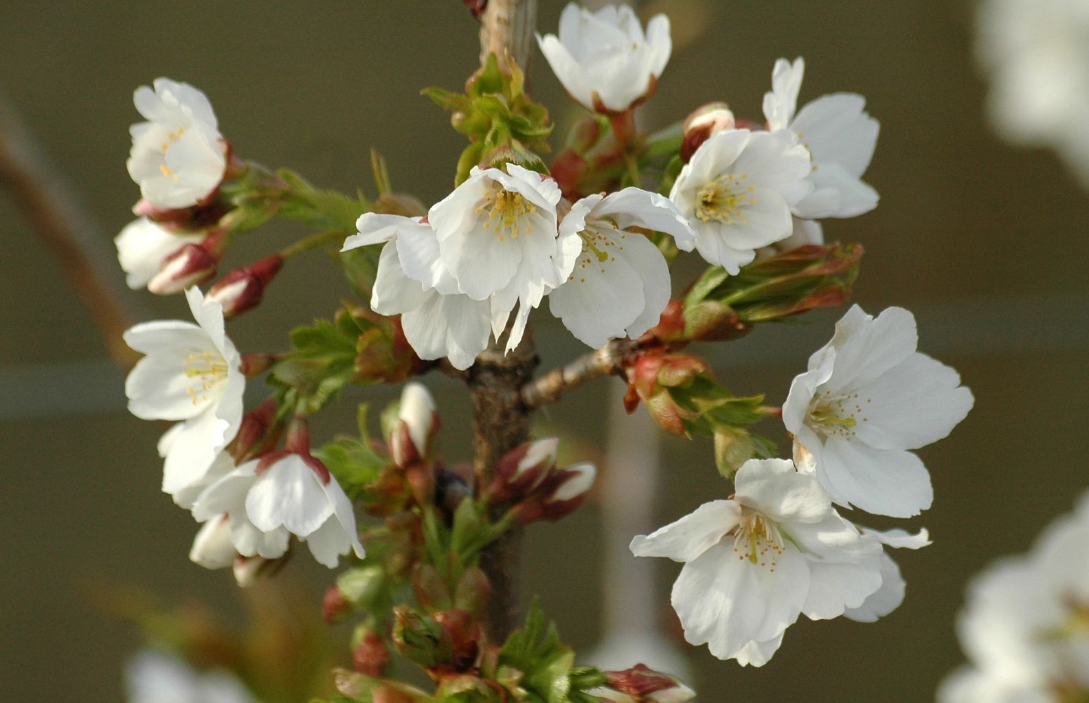 Cerisier à fleurs du Japon Taihaku