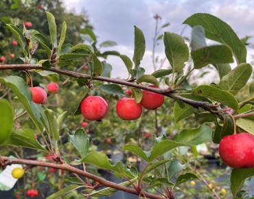 Sierappel Red sentinel - Malus Red sentinel - Jardins du Monde.be