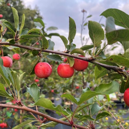 Pommier d'ornement Red sentinel - Pommier à fleurs - Malus Red sentinel - Jardins du Monde.be