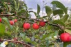 Pommier d'ornement Red sentinel - Pommier à fleurs - Malus Red sentinel - Jardins du Monde.be