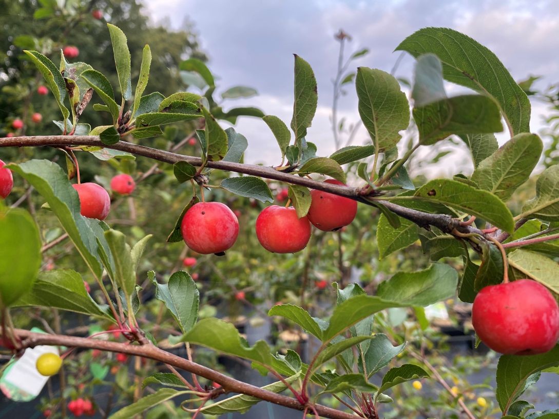 Crab Apple Red sentinel