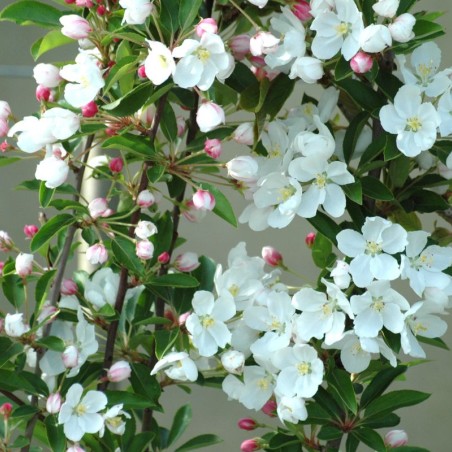 Pommier d'ornement Red sentinel - Pommier à fleurs - Malus Red sentinel - Jardins du Monde.be