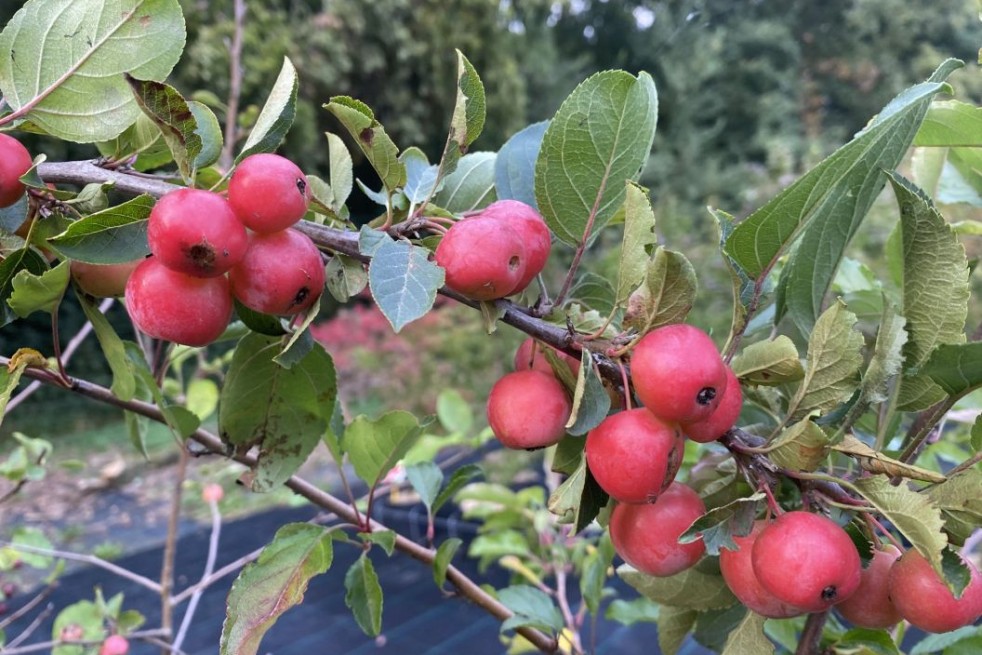 Pommier d'ornement Red sentinel - Pommier à fleurs - Malus Red sentinel - Jardins du Monde.be